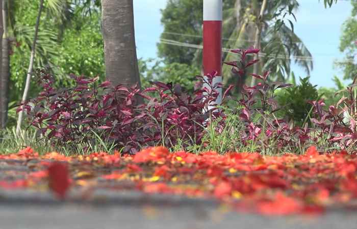 Bảo vệ môi trường từ những tuyến đường Nông thôn mới kiểu mẫu (30-04-2022)