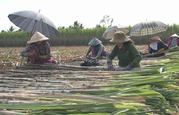 Phóng sự - Đi dạo Cù Lao Dung 13-11-2017