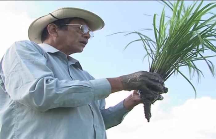 Phóng sự - Hành trình nâng tầm gạo việt 25-11-2019