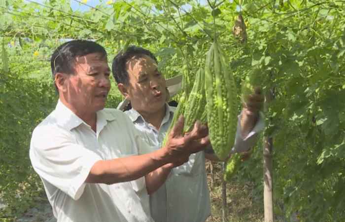 Phóng sự - Phát triển kinh tế hợp tác thời hội nhập (05-10-2020)