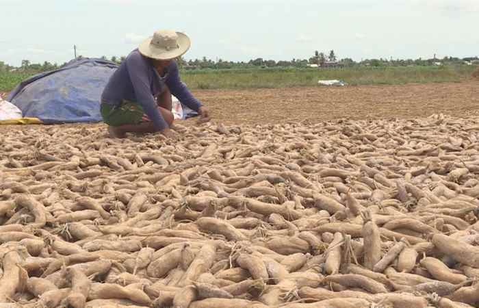 Phóng sự Quê biển Vĩnh Châu mùa củ cải muối 13-05-2019