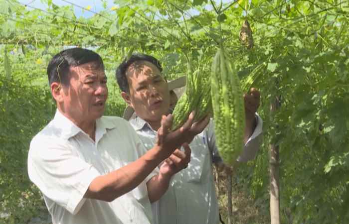 Phóng sự Sóc Trăng phát huy có hiệu quả mô hình kinh tế tập thể trong nông nghiệp (05-07-2021)