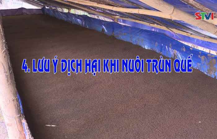 Phóng sự Tận dụng phân bò nuôi Trùng quế 13-01-2018