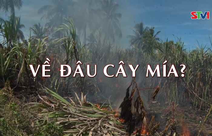 Phóng sự: Về đâu cây mía? 22-12-2019