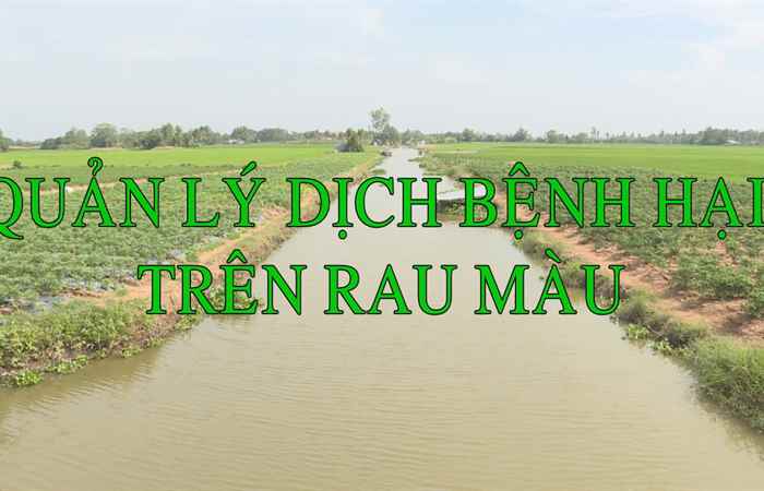 Quản lý dịch bệnh trên rau, màu (21-12-2021)