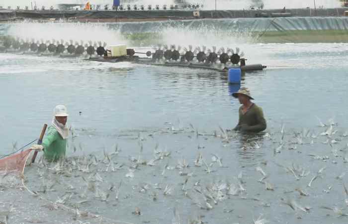Quản lý nuôi tôm theo lịch thời vụ (23-01-2024)
