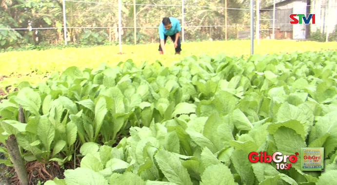 Mô hình trồng rau trong nhà lưới - hướng phát triển mới ở Thạnh Trị