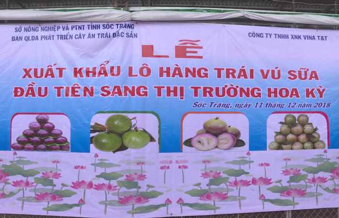 Sóc Trăng chính thức xuất khẩu lô hàng vú sữa tím đầu tiên sang Hoa Kỳ