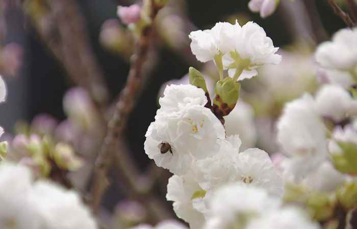 Sóc Trăng ngày mới 01-04-2019