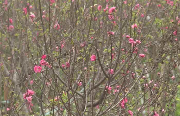 Sóc Trăng ngày mới 05-01-2019