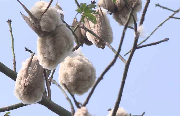 Sóc Trăng ngày mới (06-04-2021)