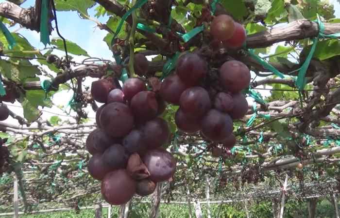 Sóc Trăng ngày mới 07-01-2019