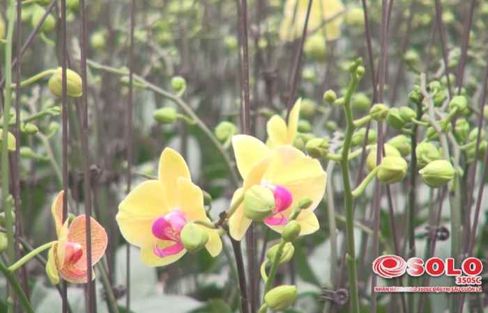 Sóc Trăng ngày mới 07-02-2018
