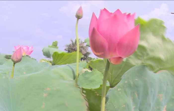 Sóc Trăng ngày mới 07-08-2018