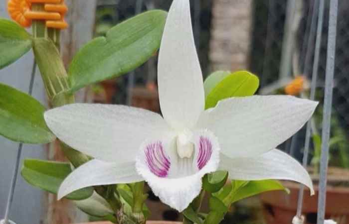 Sóc Trăng ngày mới (09-04-2021)