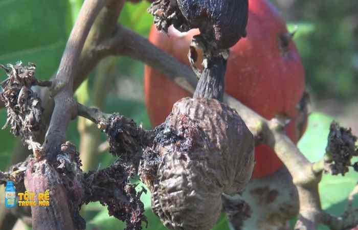 Sóc Trăng Ngày mới (10-03-2023)