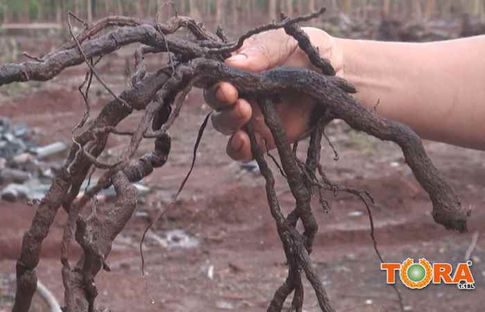 Sóc Trăng ngày mới 11-05-2018