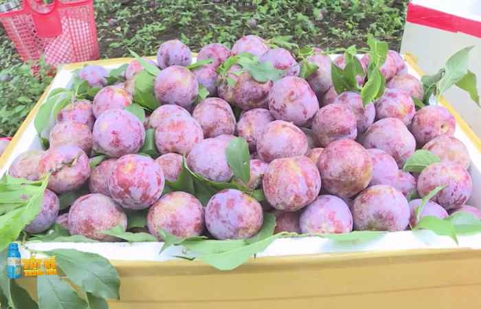 Sóc Trăng Ngày mới (12-03-2023)