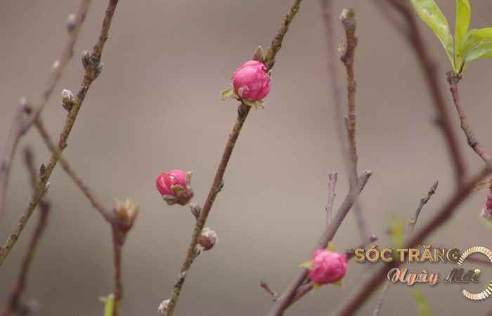 Sóc Trăng ngày mới 13-12-2018