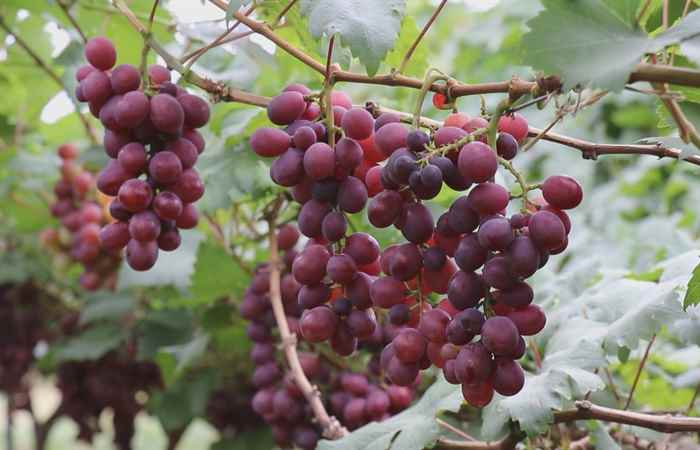 Sóc Trăng ngày mới (15-02-2025)
