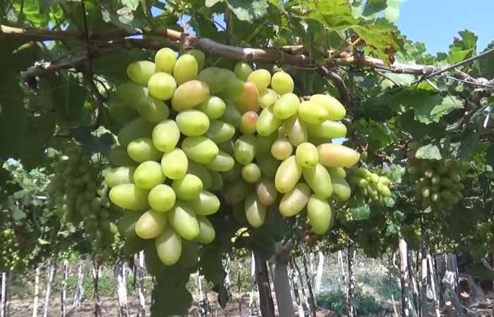 Sóc Trăng ngày mới 19-03-2020