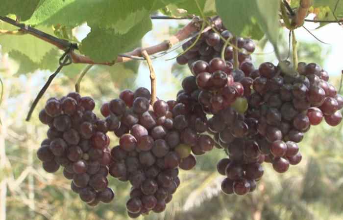 Sóc Trăng ngày mới (19-03-2021)