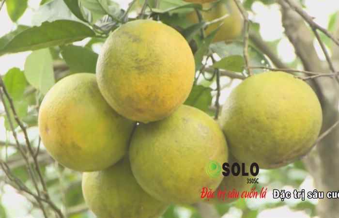 Sóc Trăng ngày mới 19-12-2018