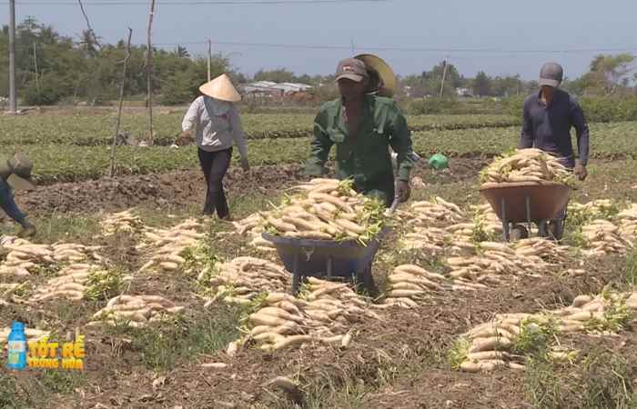 Sóc Trăng Ngày mới (27-11-2023)