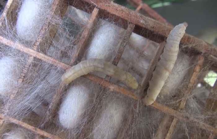 Sóc Trăng ngày mới 29-09-2020