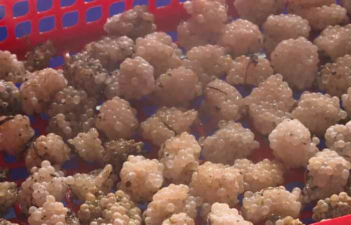 Sóc Trăng ngày mới (30-04-2021)