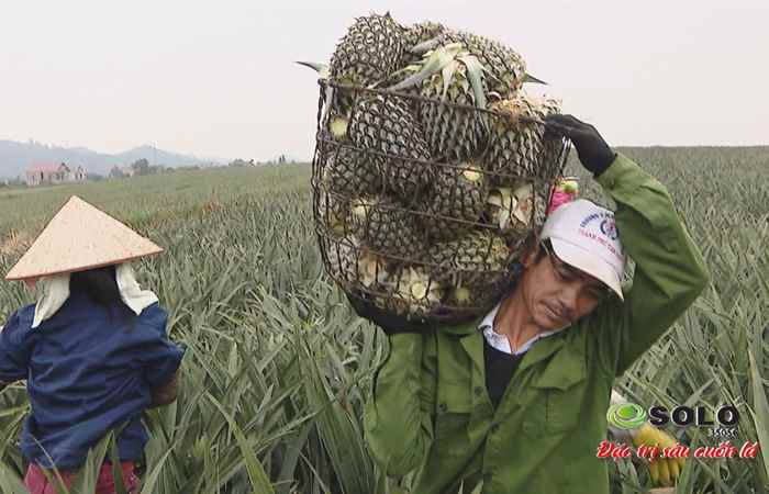Sóc Trăng ngày mới 31-07-2018