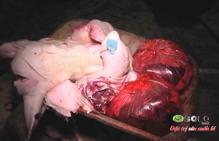 Sóc Trăng ngày mới 31-10-2018