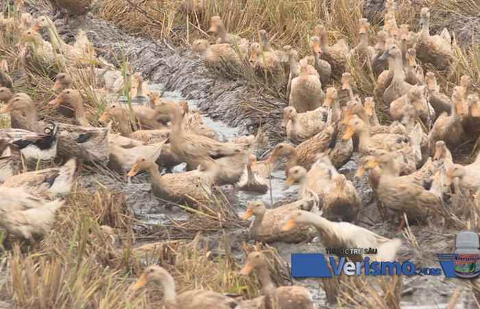 Sóc Trăng tăng cường công tác phòng chống dịch cúm gia cầm