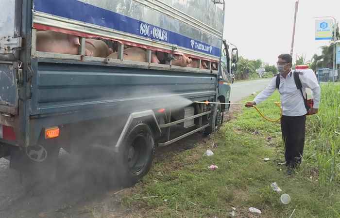 Sóc Trăng triển khai giải pháp ứng phó bệnh dịch tả heo Châu Phi