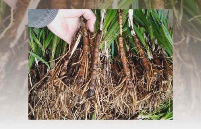 Sống khỏe 360 - Tác dụng chữa bệnh ít biết của sâm cao (11-09-2019)