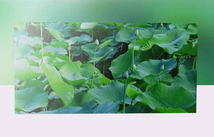 Sống khỏe 360 - Lá sen hỗ trợ trị bạch huyết (15-07-2020)