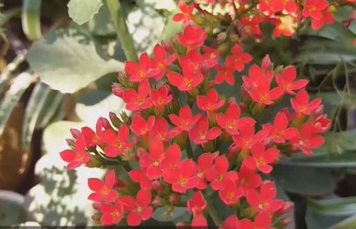 Sống khỏe 360 - Thuốc từ cây sống đời (cây thuốc bỏng) (17-12-2020)