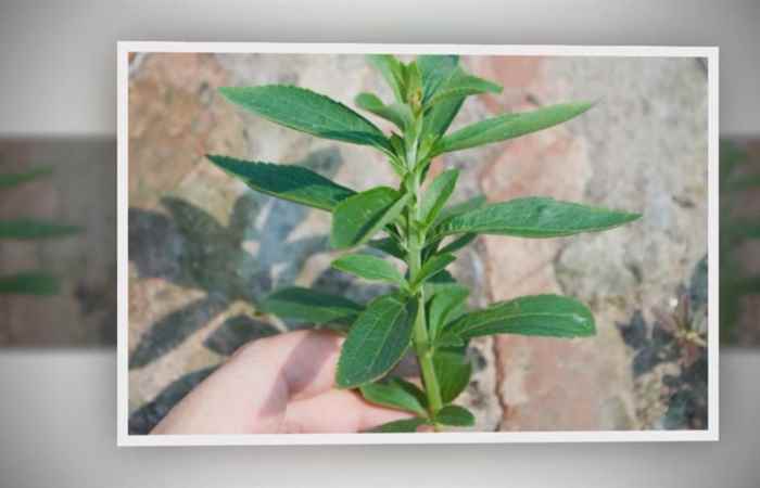 Sống khỏe 360 Cỏ ngọt vị thuốc quý hỗ trợ trị tiểu đường 22-02-2019