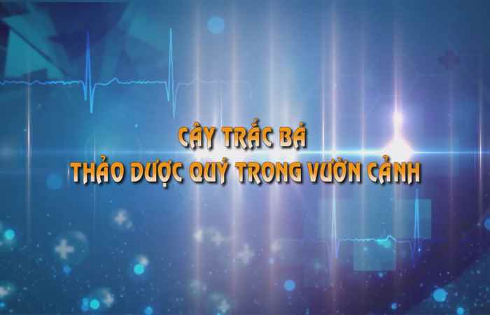 Sống khỏe 360 - Cây Trắc Bá thảo dược quý trong vườn nhà 19-09-2019
