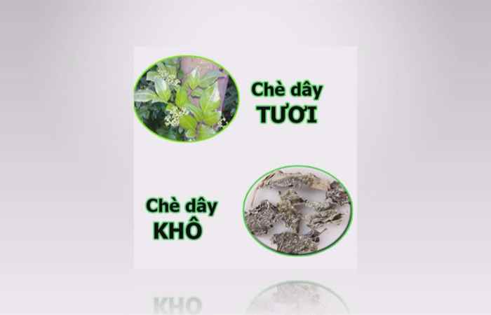 Sống khỏe 360- Chè dây dược liệu chữa bệnh hiệu quả (16-11-2020)