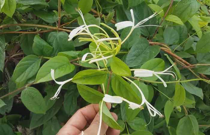 Sống khỏe 360 - Chữa bệnh hiệu quả chỉ với Kim Ngân Hoa  15-09-2019