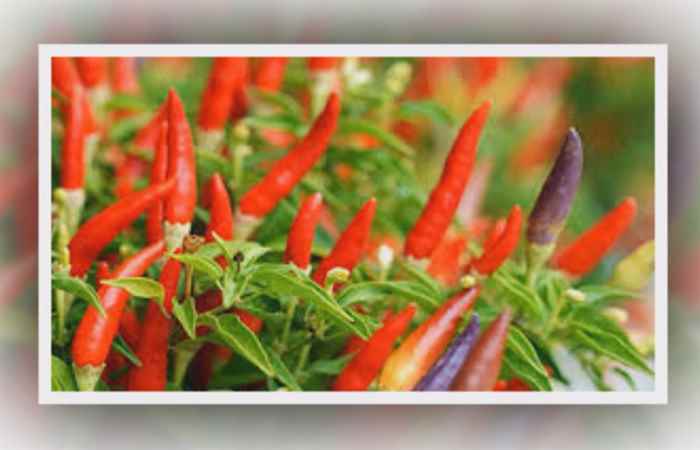 Sống khỏe 360 - Điều trị hẹp khí quản 01-10-2019