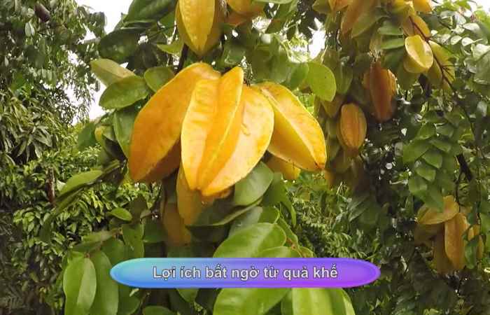 Sống khỏe 360 - Lợi ích bất ngờ từ quả khế (26-11-2020)