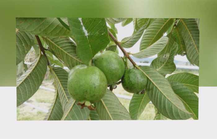 Sống khỏe 360 - Lợi ích tuyệt vời từ lá ổi (09-06-2020)