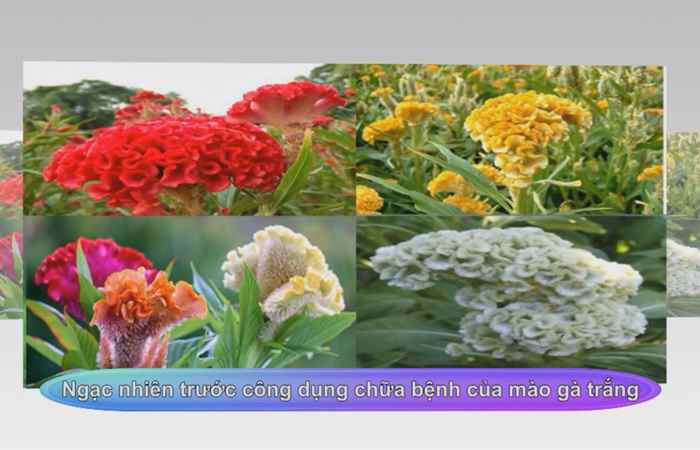 Sống khỏe 360 - Ngạc nhiên trước công dụng chữa bệnh của Mào gà trắng (11-12-2020)