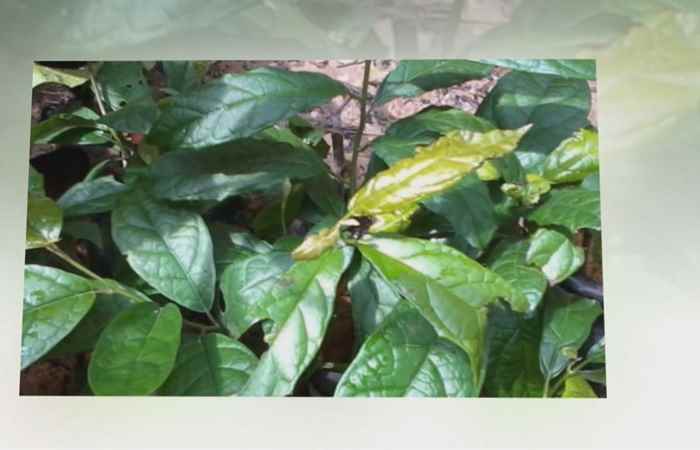 Sống khỏe 360 - Những cây thuốc nam trị cao huyết áp (05-06-2020)