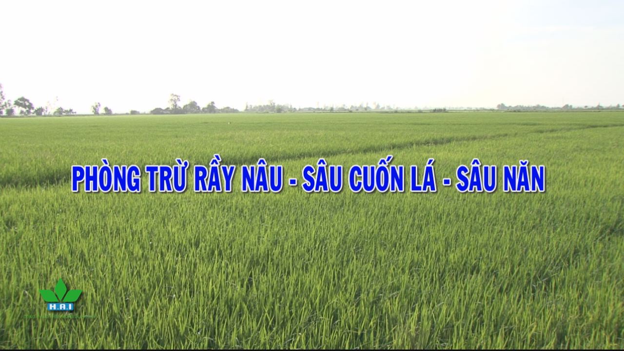 Nông dược HAI thành công cùng nhà nông - Phòng trừ rầy nâu - sâu cuốn lá - sâu năn 10-01-2017