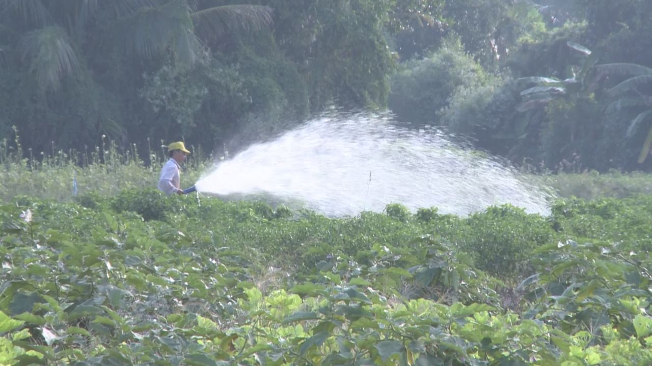 Nét Việt - Miệt vườn vào xuân 03-02-2017