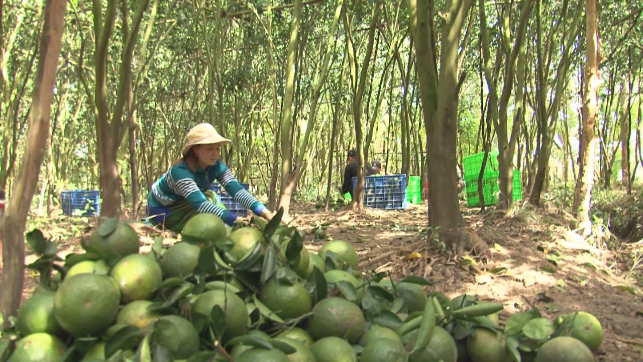 Phóng sự - Vị ngọt từ vườn cây ăn trái 11-02-2017