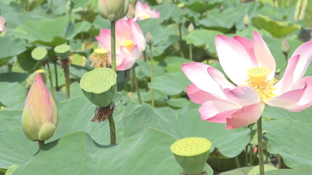 Nét Việt - Điệu hò Đồng Tháp 16-02-2017